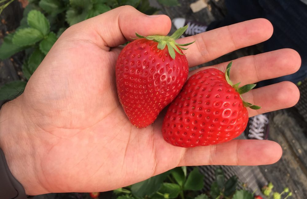 Two large strawberries on top of Tonei's left hand