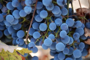 close-up of a bunch of blue grapes