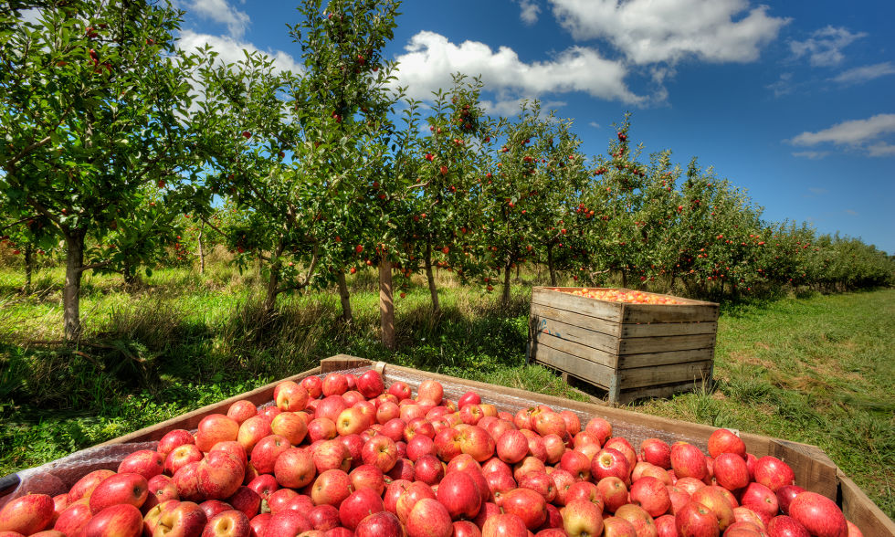 a box of apples in a field