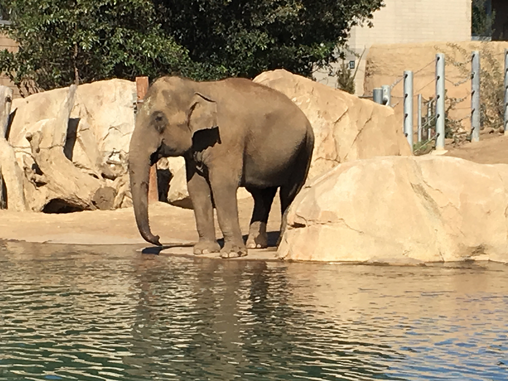 an elephant standing near water