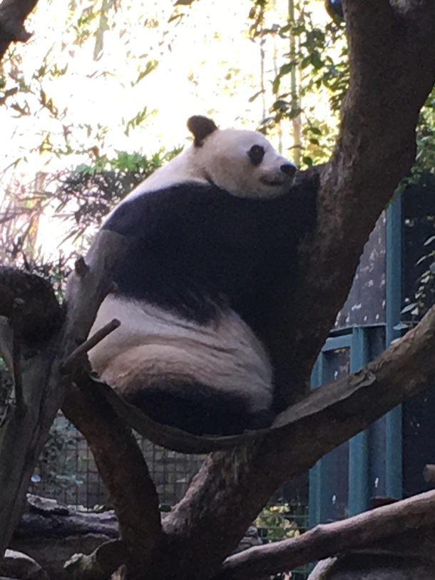 7 Tips to Maximize your Fun at the San Diego Zoo