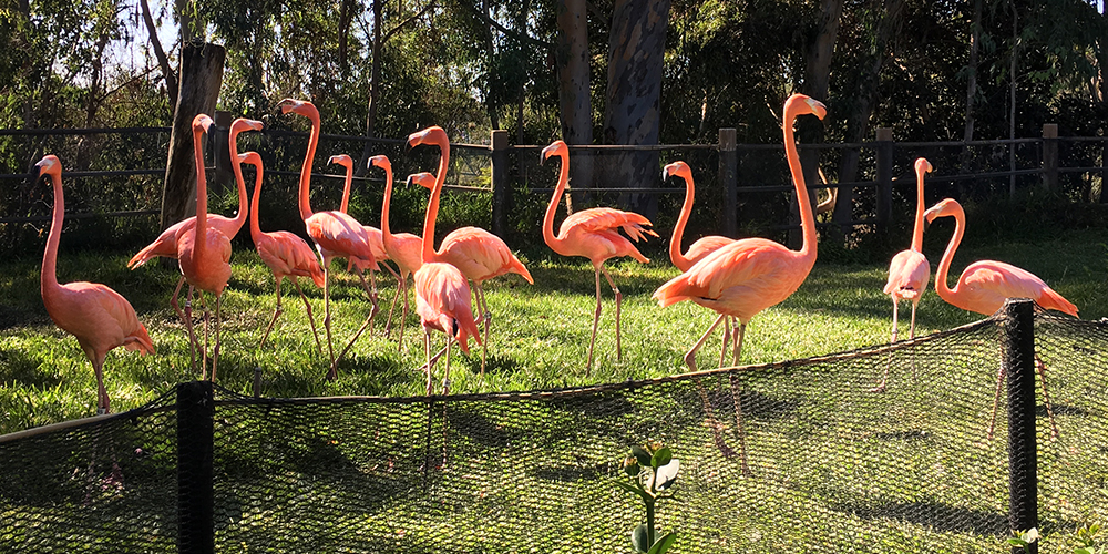 a group of flamingos standing on grass