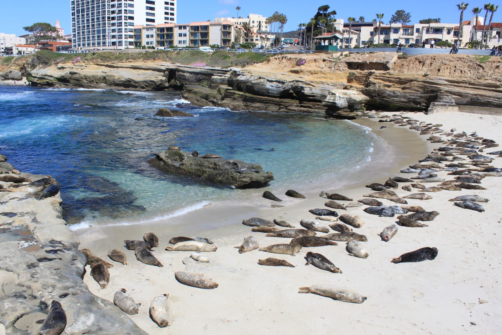 a group of seals on a beach