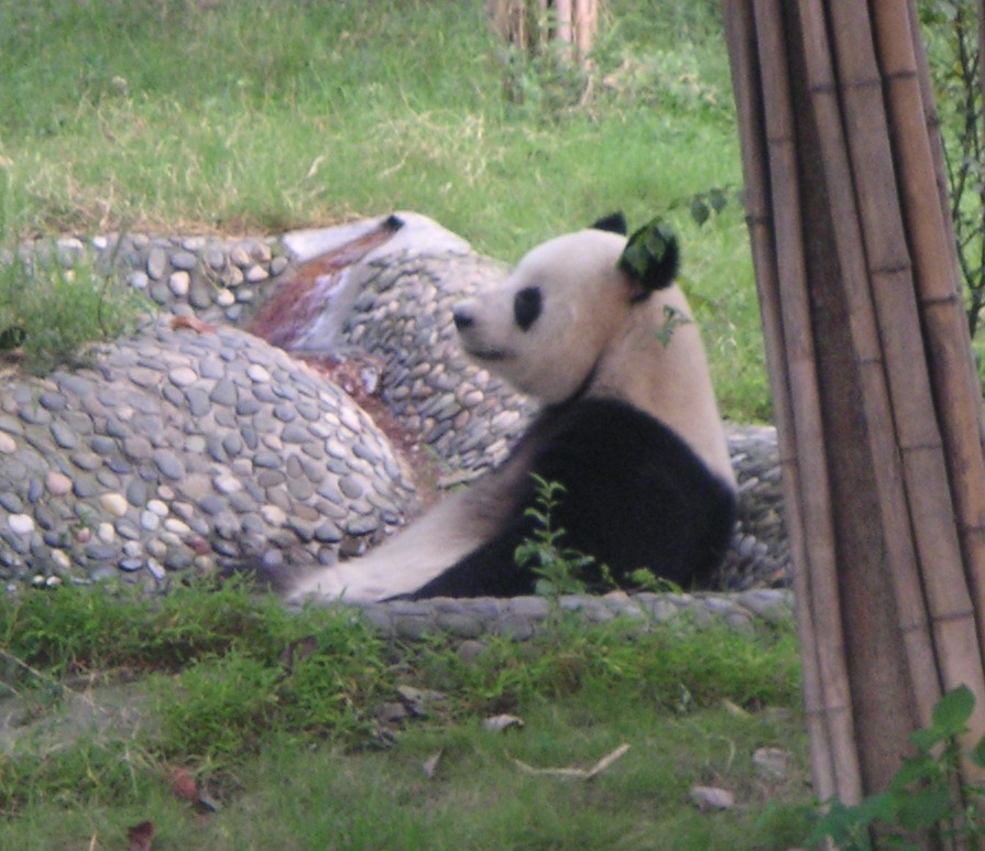 A panda bear relaxes against a rock surrounded by grass, with bamboo in the foreground.
