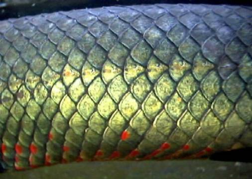 a close-up of a snake skin